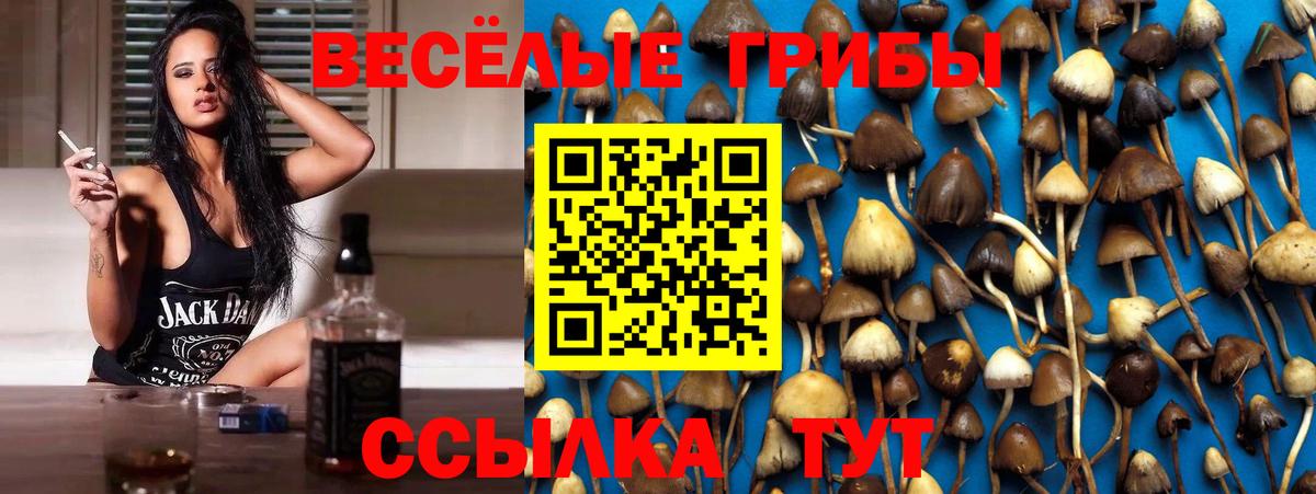 Псилоцибиновые грибы Psilocybe Рязань